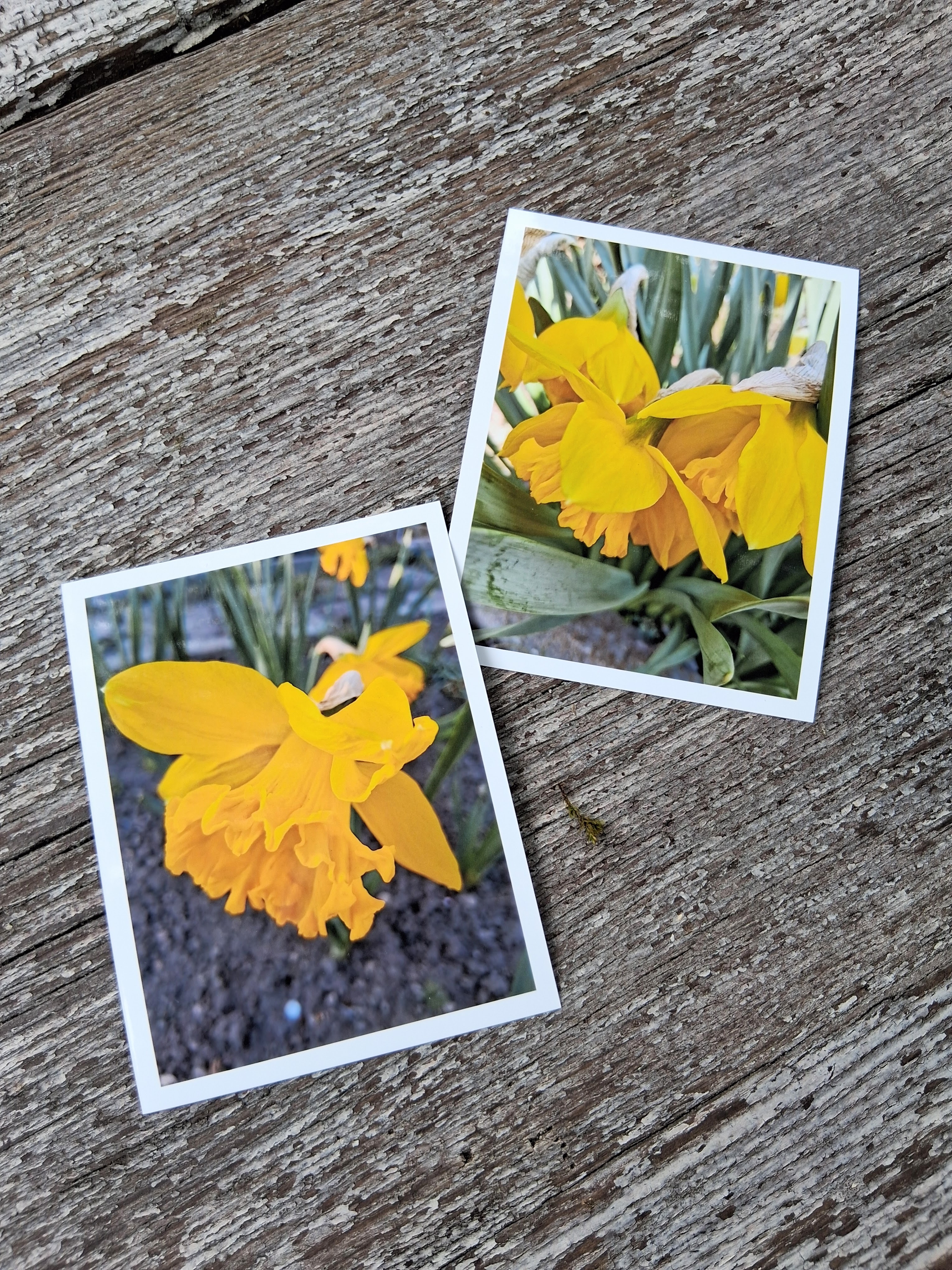 Fotografie do alba tulipány