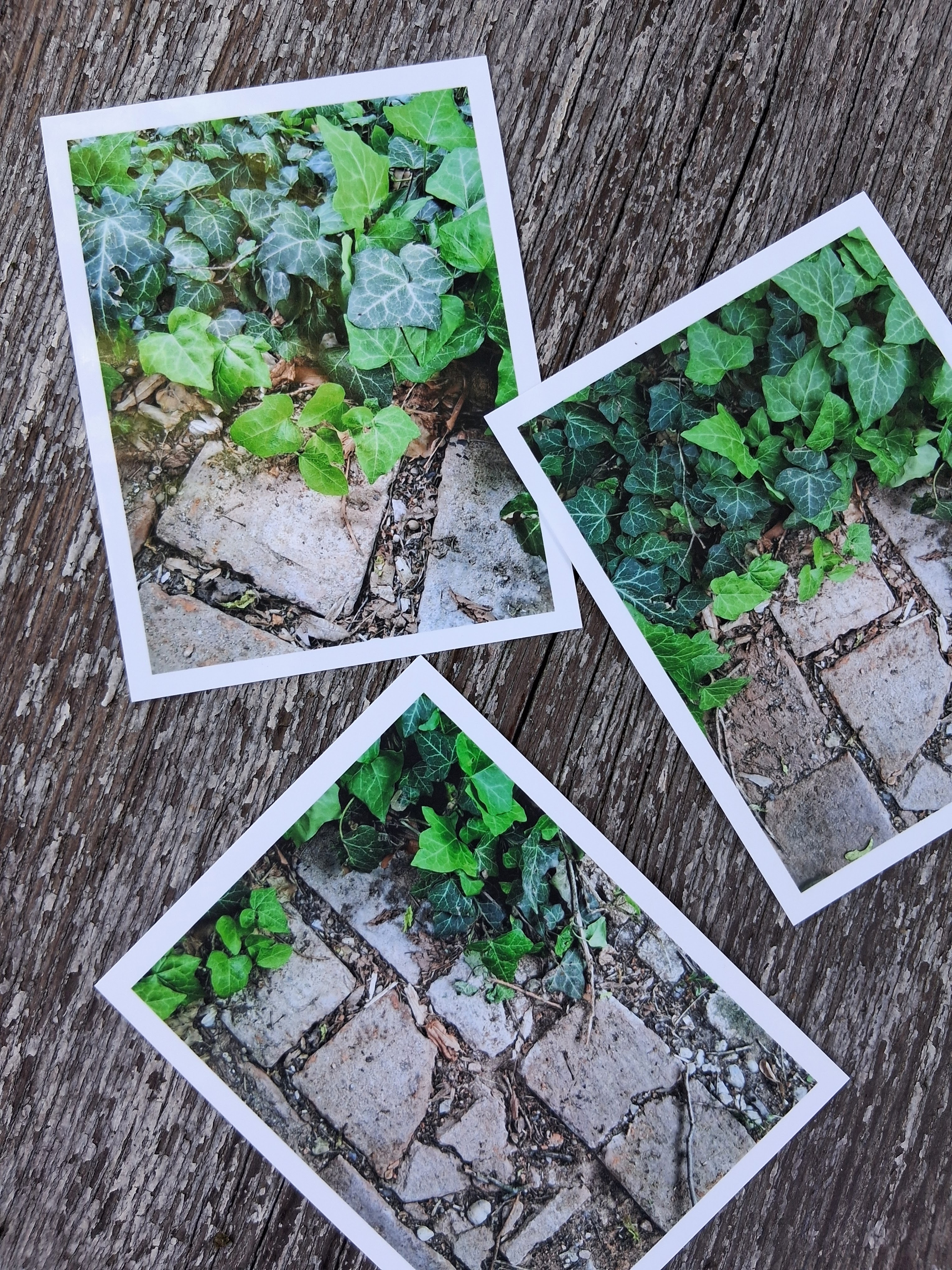 Autorské fotografie břečťan