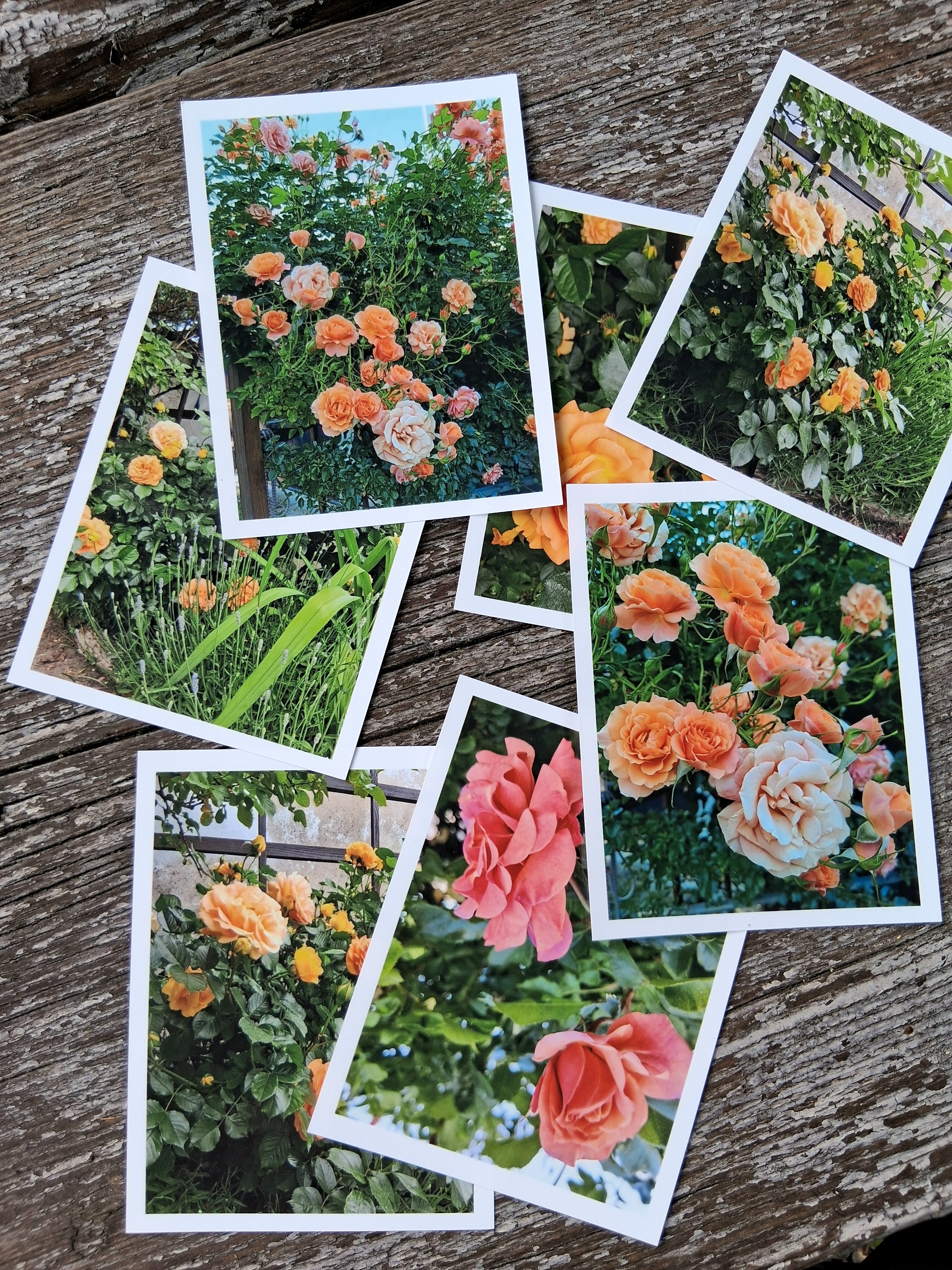 Autorské fotografie venkovská zahrada