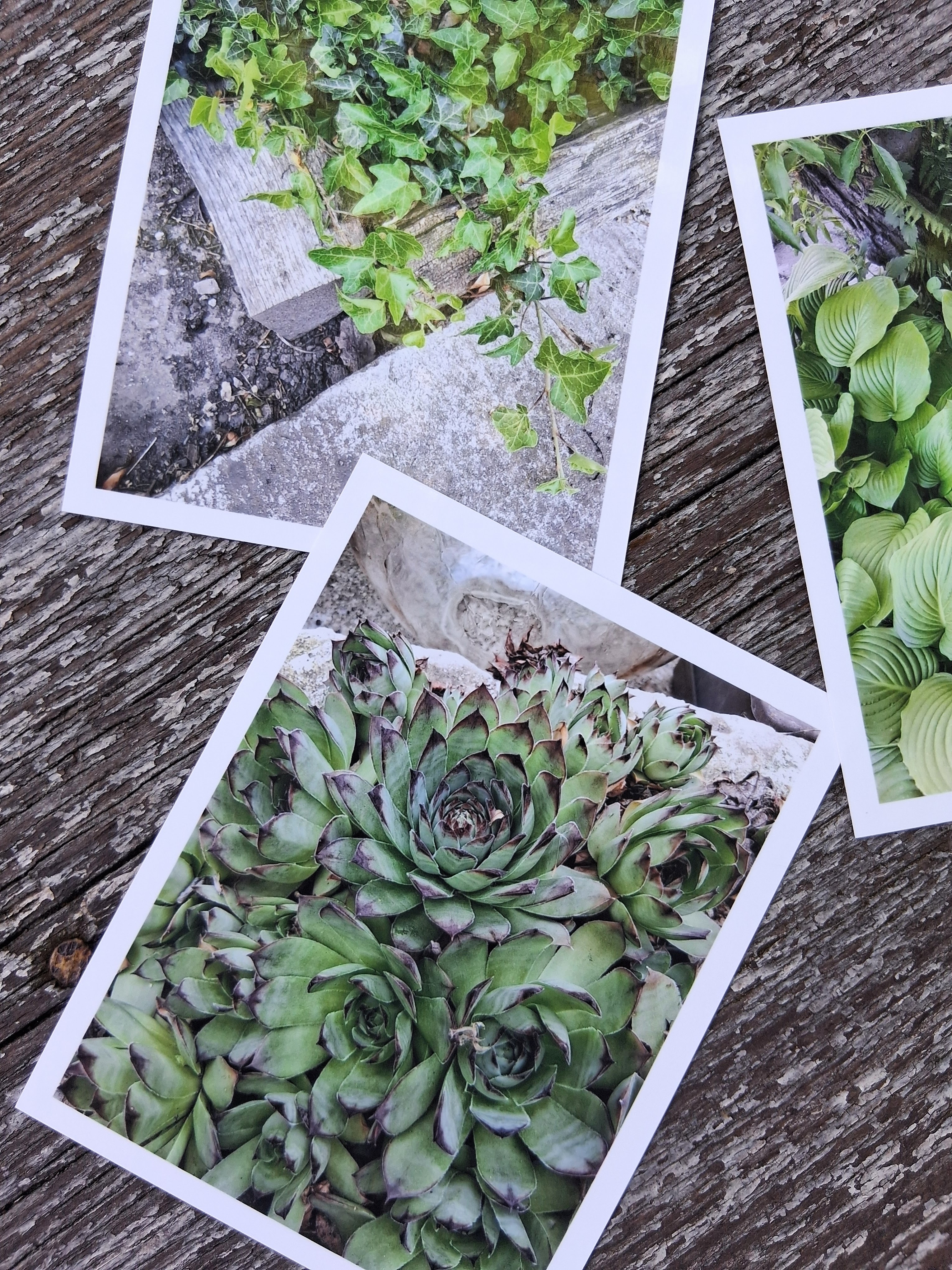Autorské fotografie břečťan