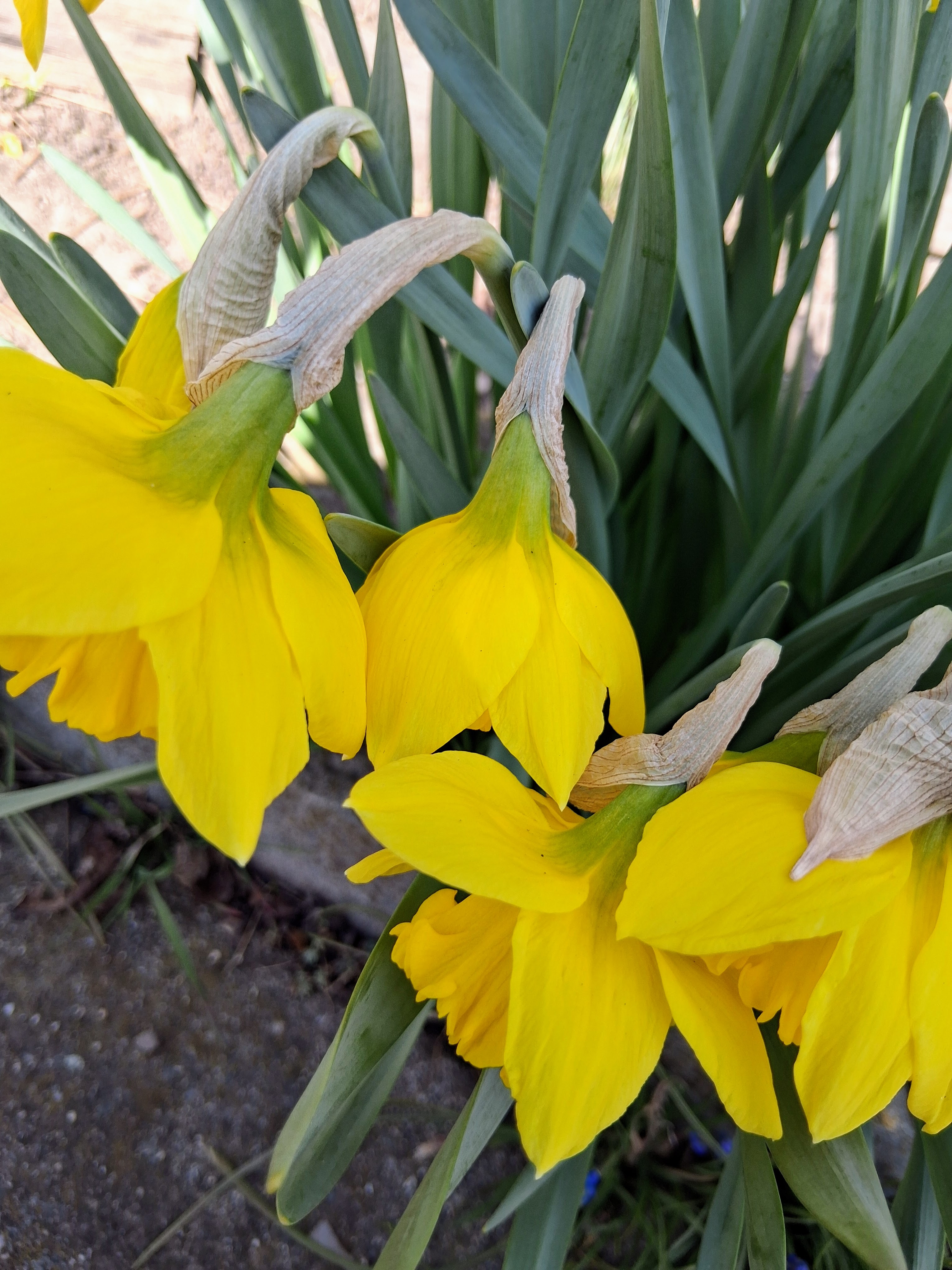 Fotografie do alba tulipány