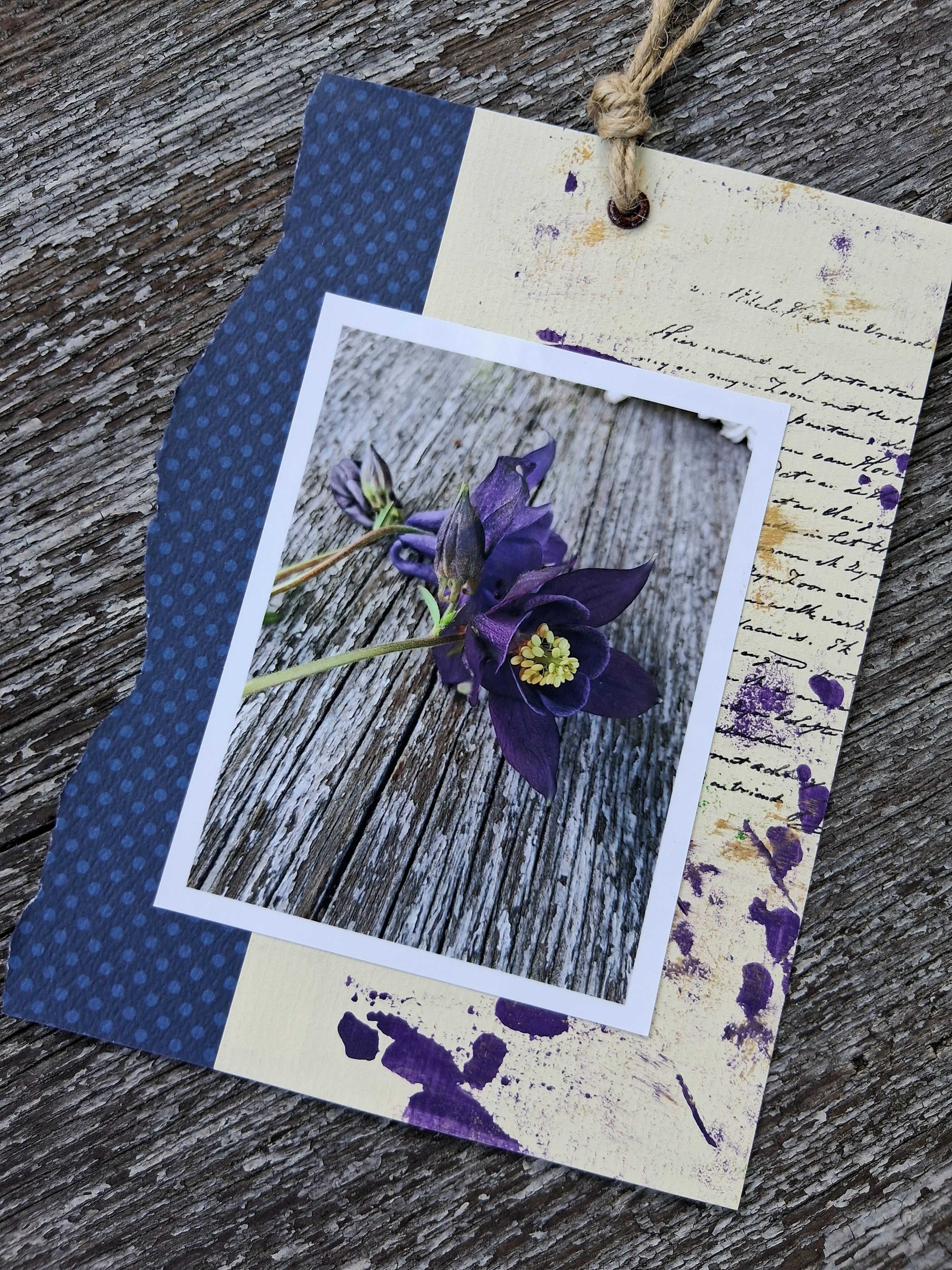 Fotografie do alba orlíček obecný