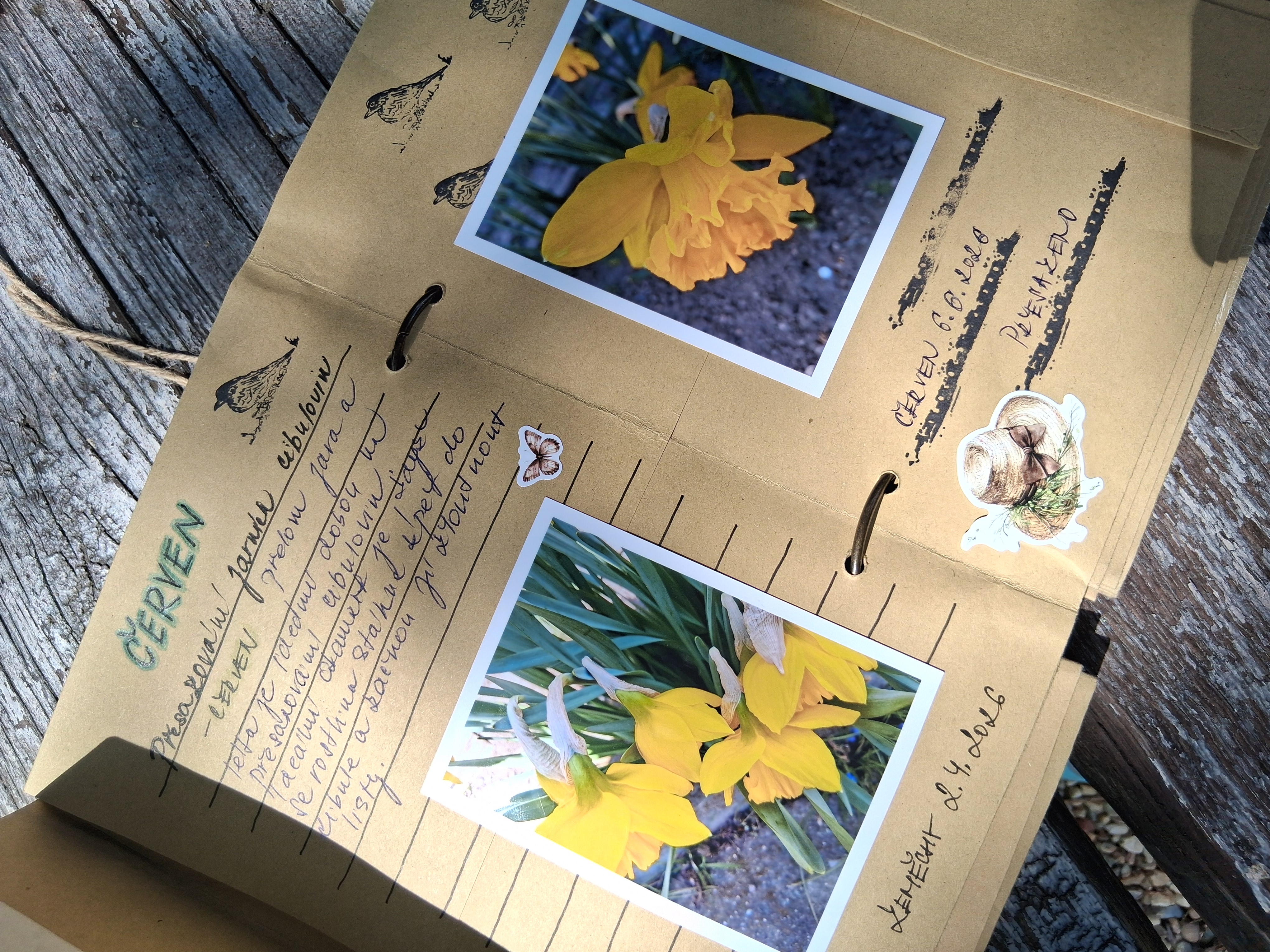 Fotografie do alba tulipány