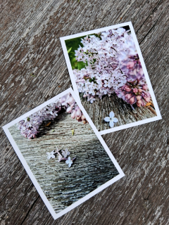 Fotografie do alba šeřík