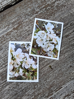 Fotografie do alba květy třešně